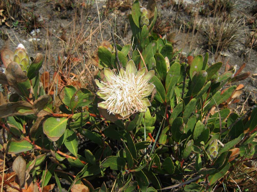 Protea wentzeliana Protea wentzeliana