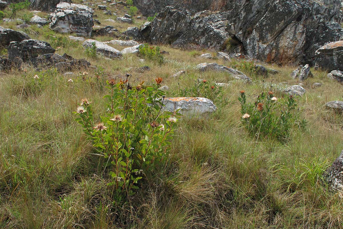 Protea wentzeliana Protea wentzeliana