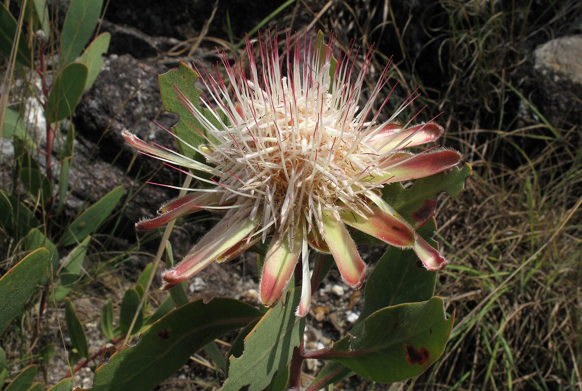 Protea wentzeliana Protea wentzeliana