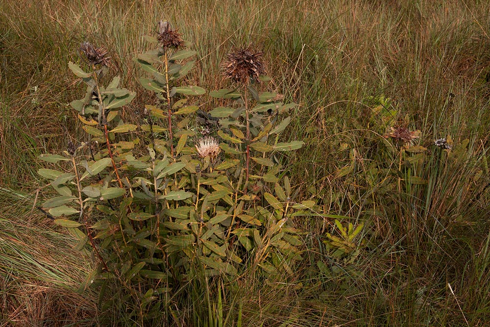 Protea wentzeliana Protea wentzeliana