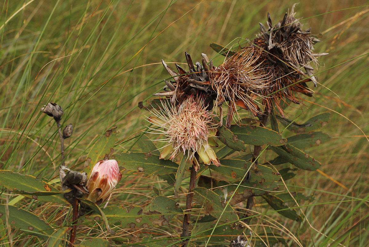 Protea wentzeliana Protea wentzeliana