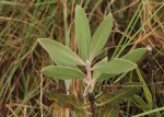 Protea wentzeliana