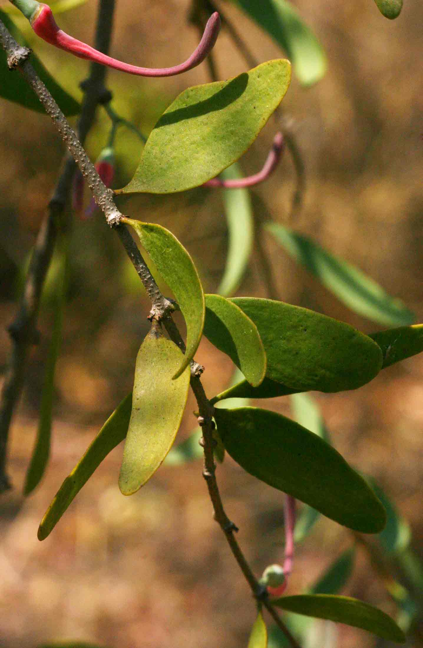 Plicosepalus kalachariensis Plicosepalus kalachariensis