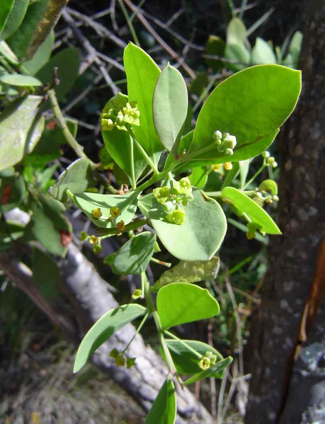 Osyris lanceolata Osyris lanceolata
