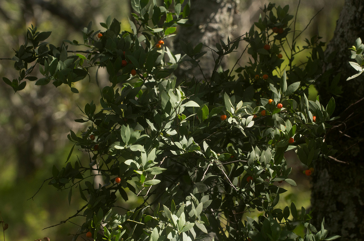 Osyris lanceolata