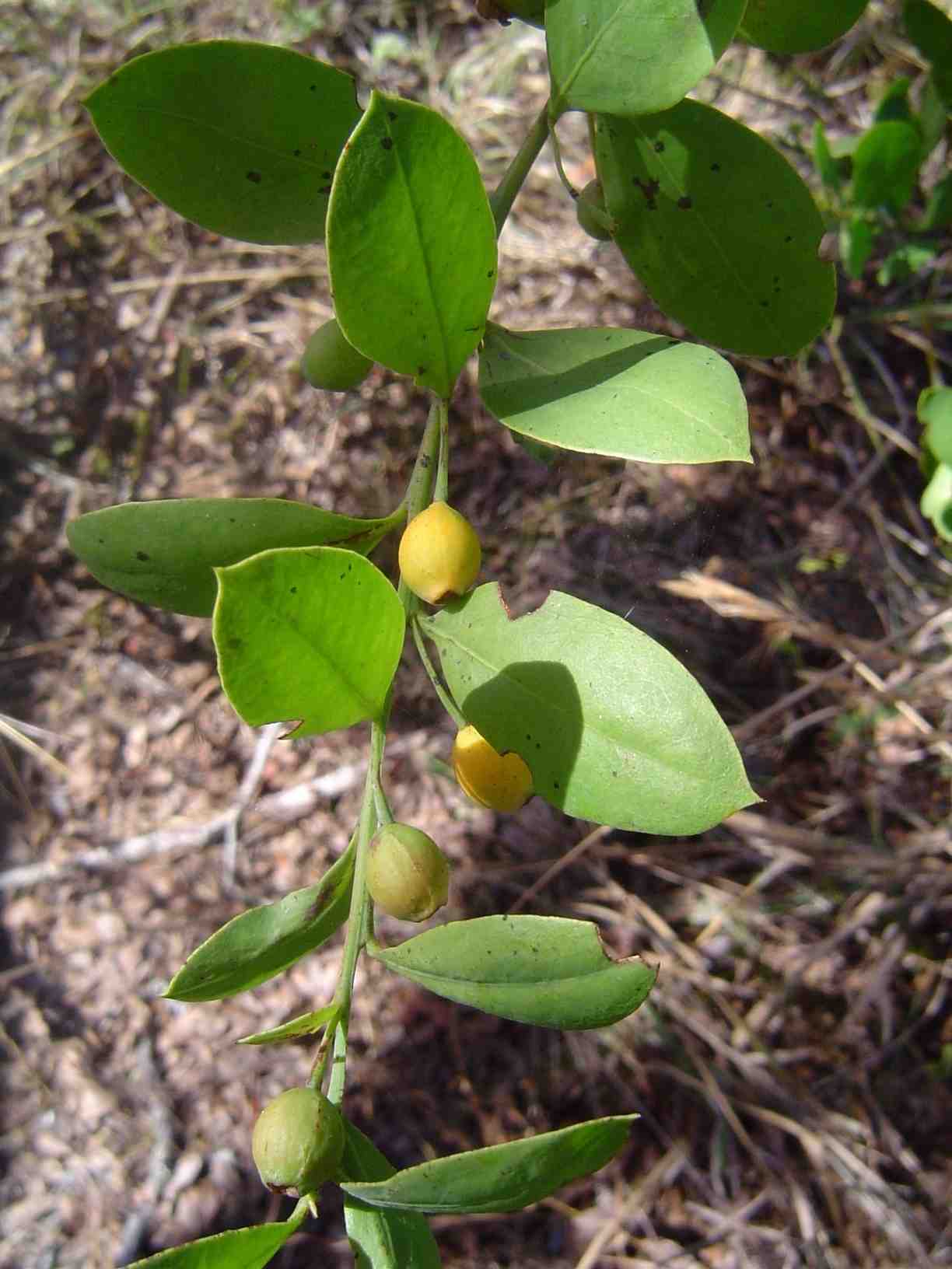Osyris lanceolata Osyris lanceolata
