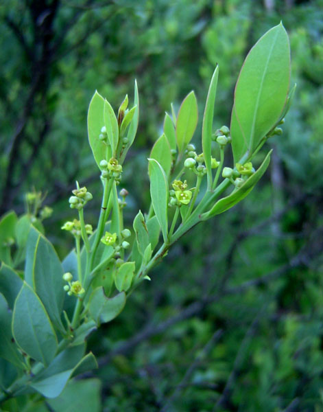 Osyris lanceolata Osyris lanceolata