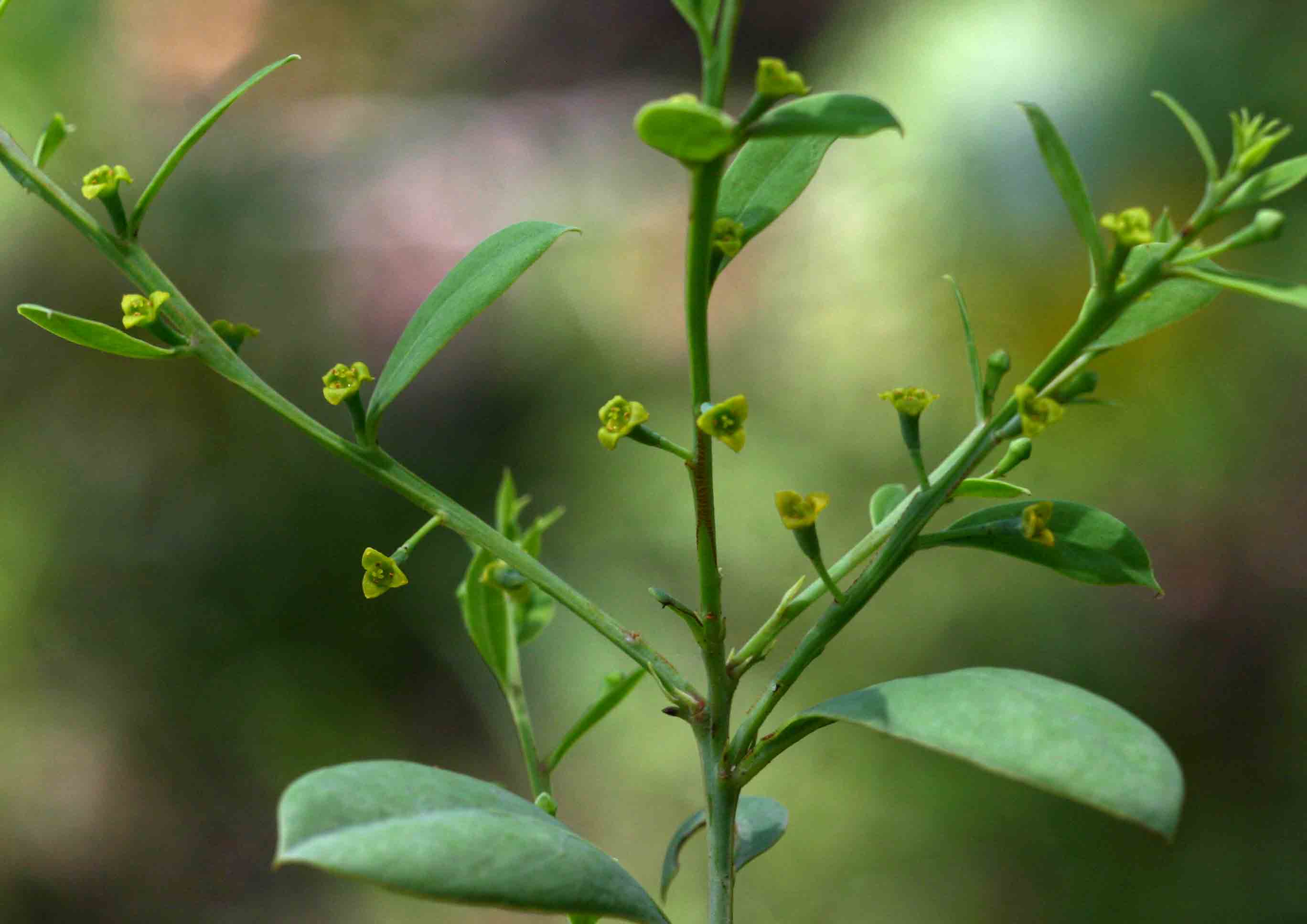 Osyris lanceolata Osyris lanceolata