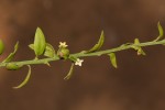 Osyridicarpos schimperianus
