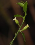 Osyridicarpos schimperianus