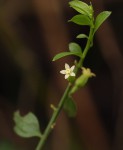 Osyridicarpos schimperianus