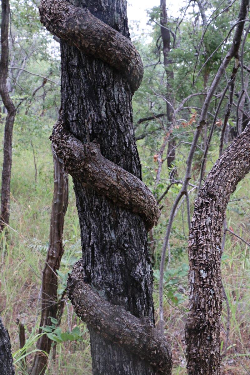 Opilia amentacea Opilia amentacea