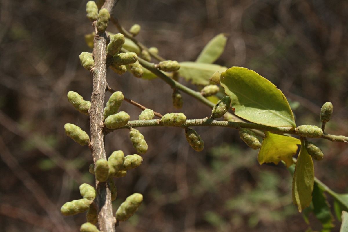Opilia amentacea Opilia amentacea
