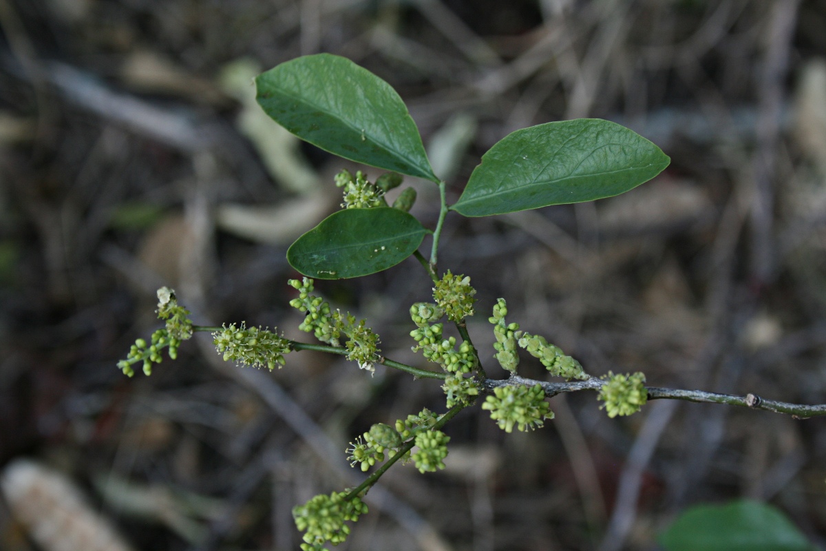 Opilia amentacea Opilia amentacea