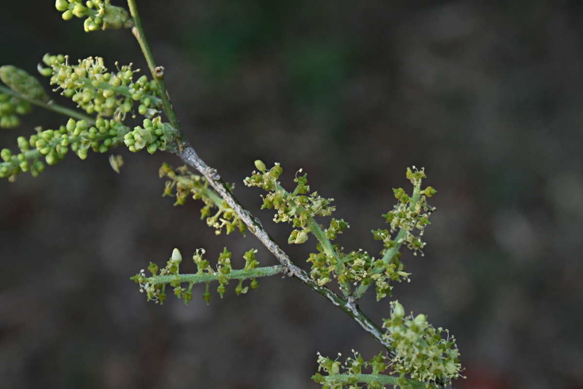 Opilia amentacea Opilia amentacea