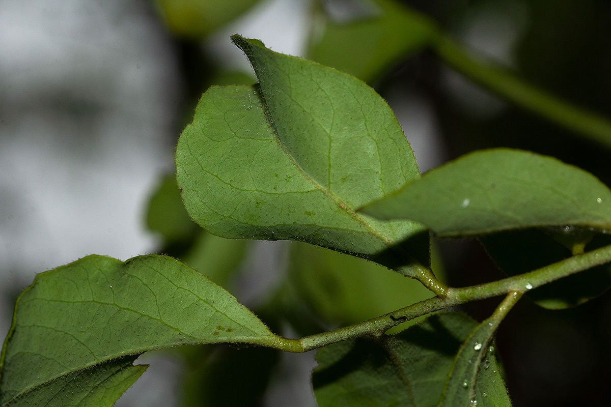 Opilia amentacea Opilia amentacea