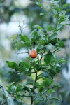 Ximenia americana var. microphylla