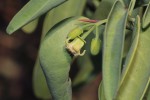 Ximenia americana var. microphylla