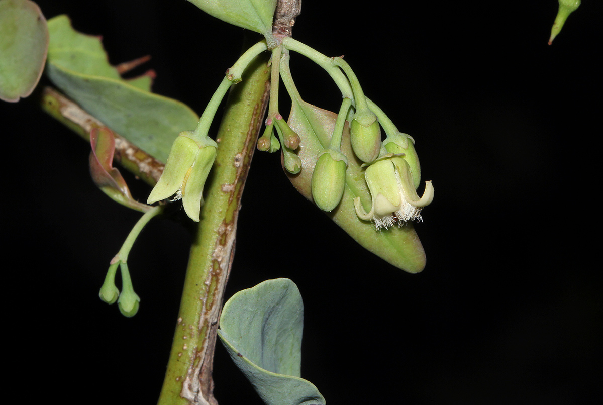 Ximenia americana var. microphylla Ximenia americana var. microphylla