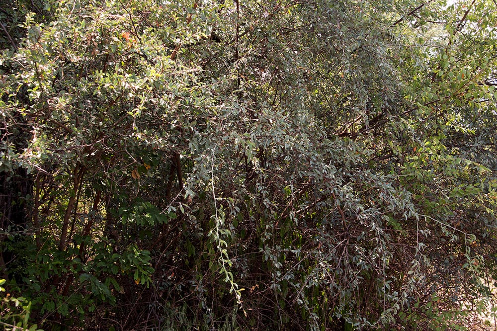 Ximenia americana var. microphylla Ximenia americana var. microphylla
