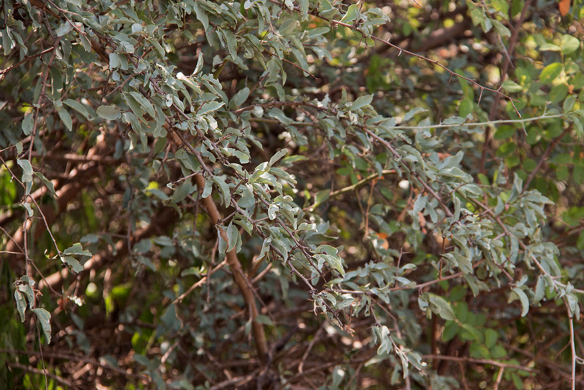 Ximenia americana var. microphylla Ximenia americana var. microphylla