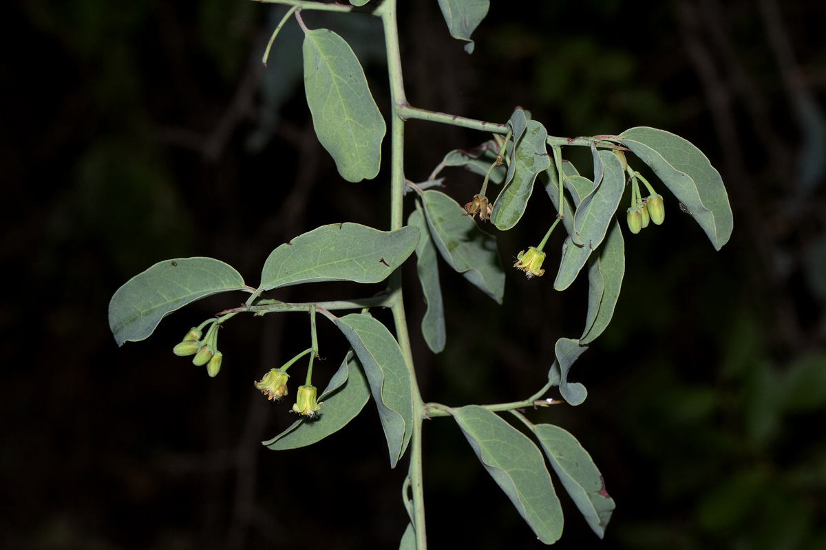 Ximenia americana var. microphylla Ximenia americana var. microphylla