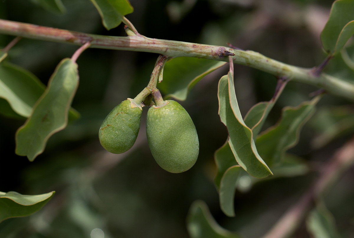 Ximenia americana var. microphylla Ximenia americana var. microphylla
