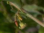 Ximenia americana var. microphylla