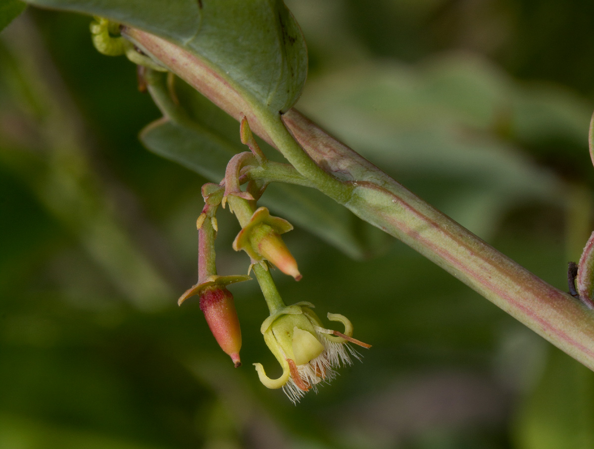 Ximenia americana var. microphylla Ximenia americana var. microphylla