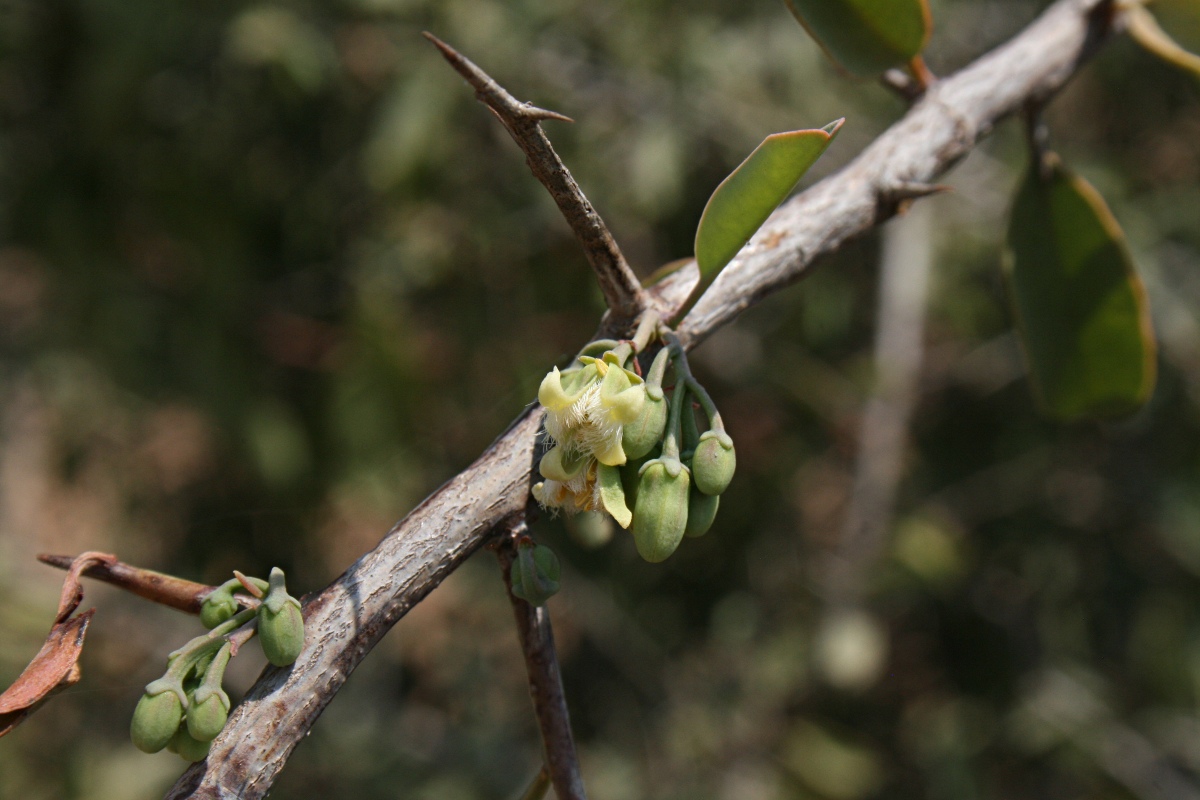 Ximenia americana var. microphylla Ximenia americana var. microphylla