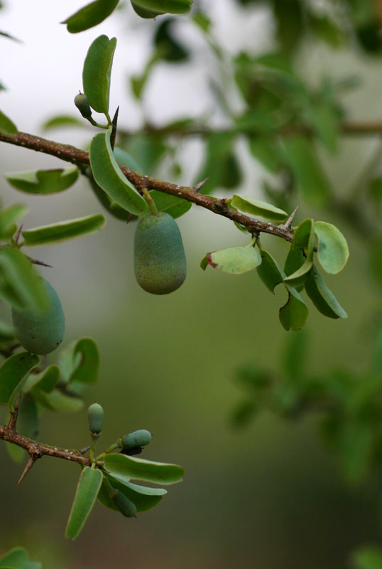 Ximenia americana var. microphylla Ximenia americana var. microphylla