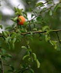Ximenia americana var. microphylla