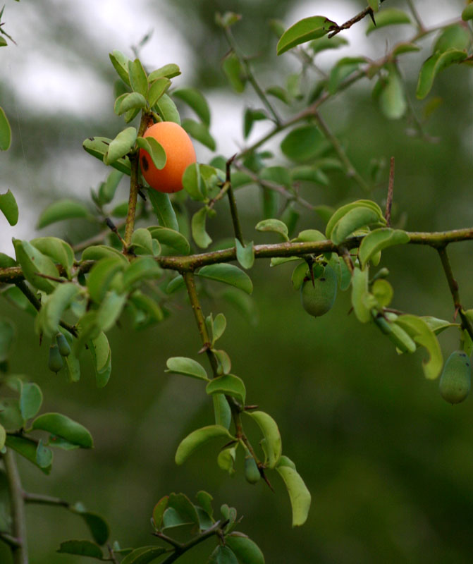 Ximenia americana var. microphylla Ximenia americana var. microphylla