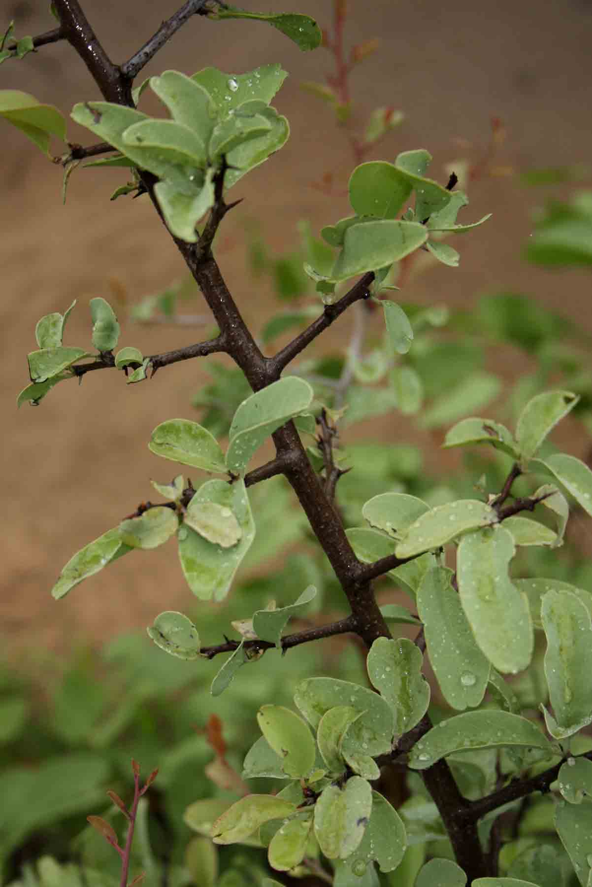 Ximenia americana var. microphylla Ximenia americana var. microphylla