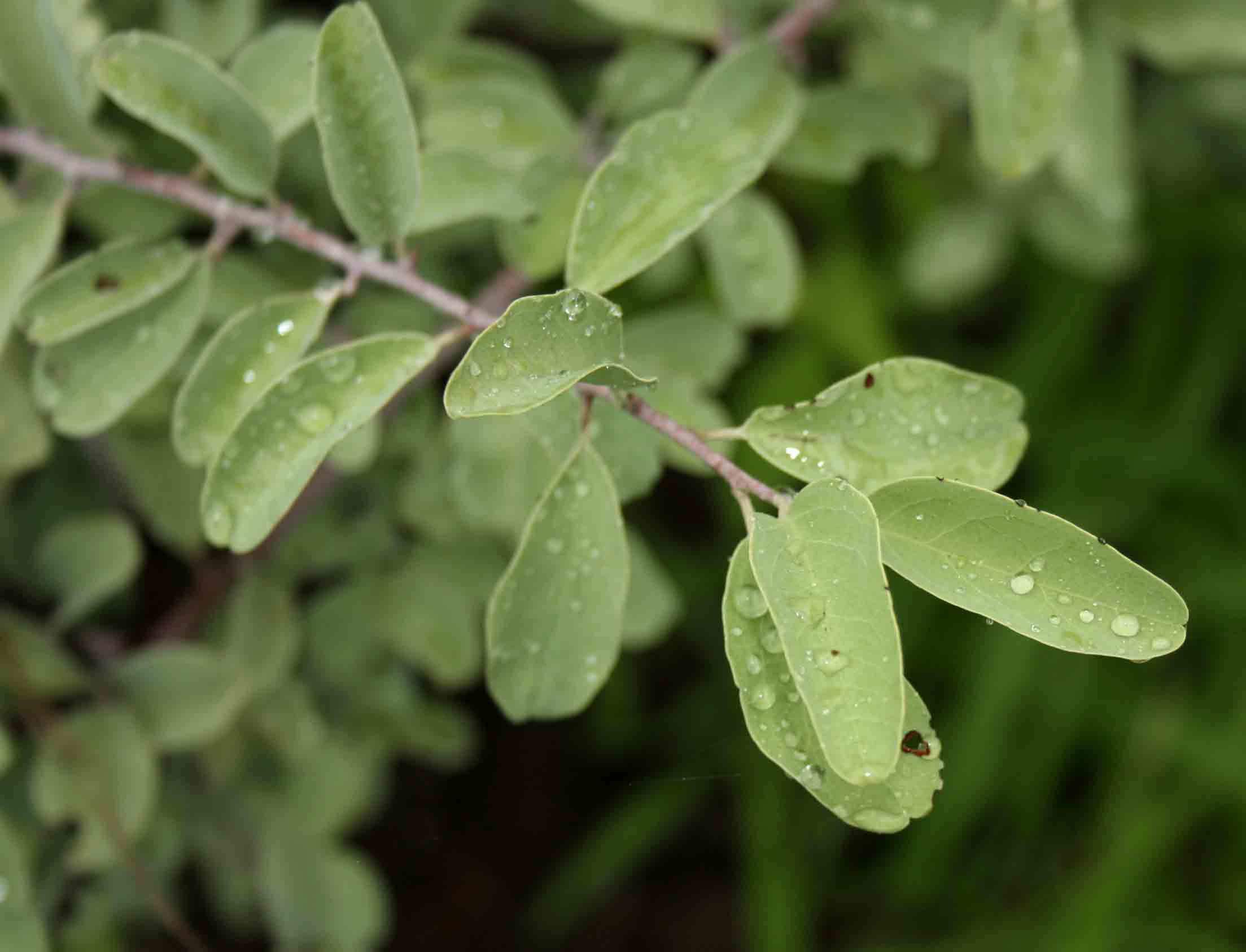 Ximenia americana var. microphylla Ximenia americana var. microphylla