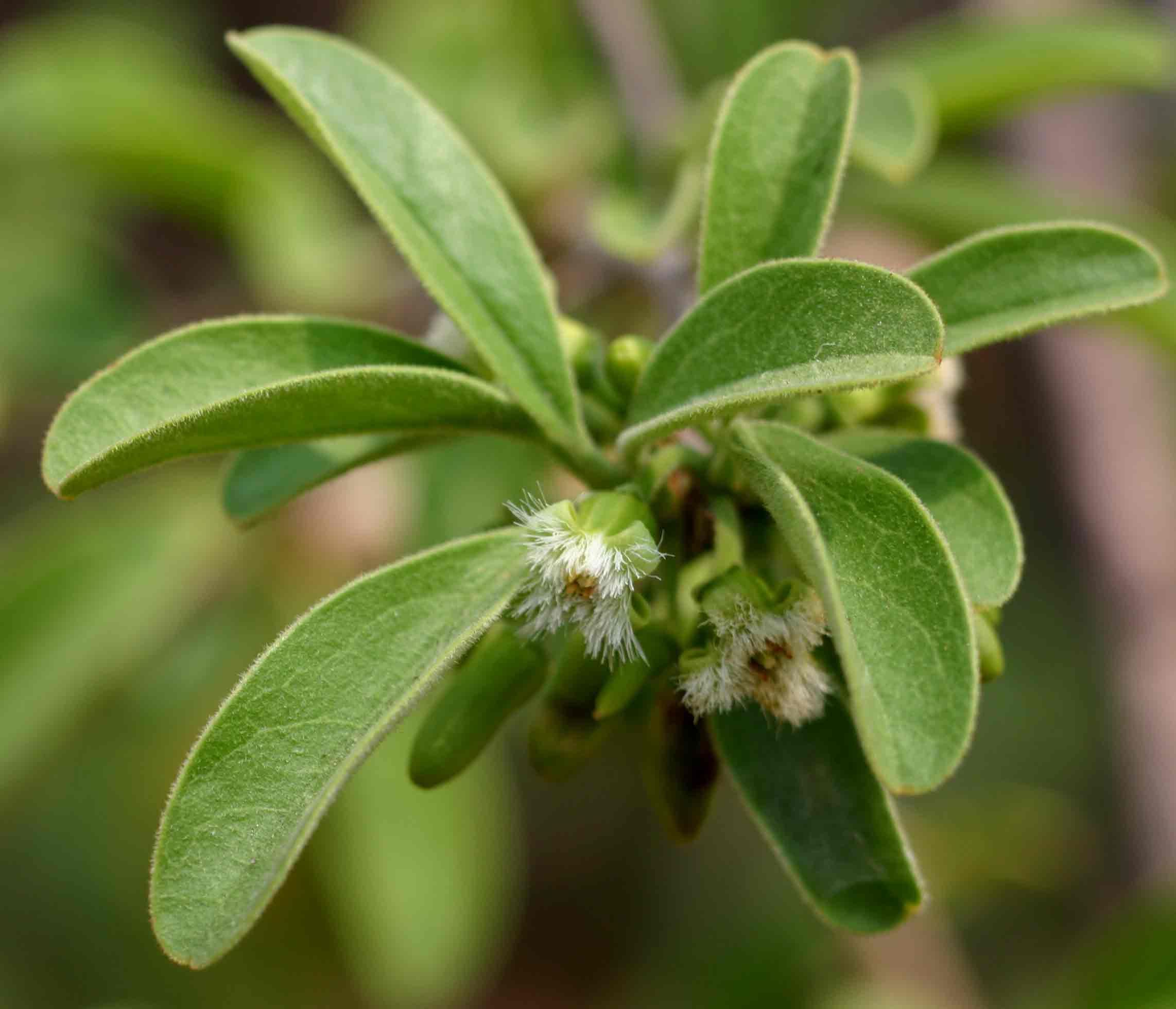 Ximenia afra var. afra