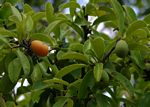Ximenia afra var. afra