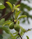 Ximenia afra var. afra