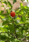 Ximenia afra var. afra