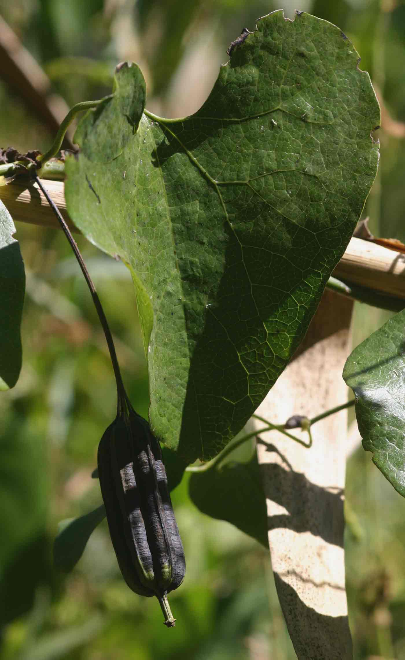 Aristolochia littoralis