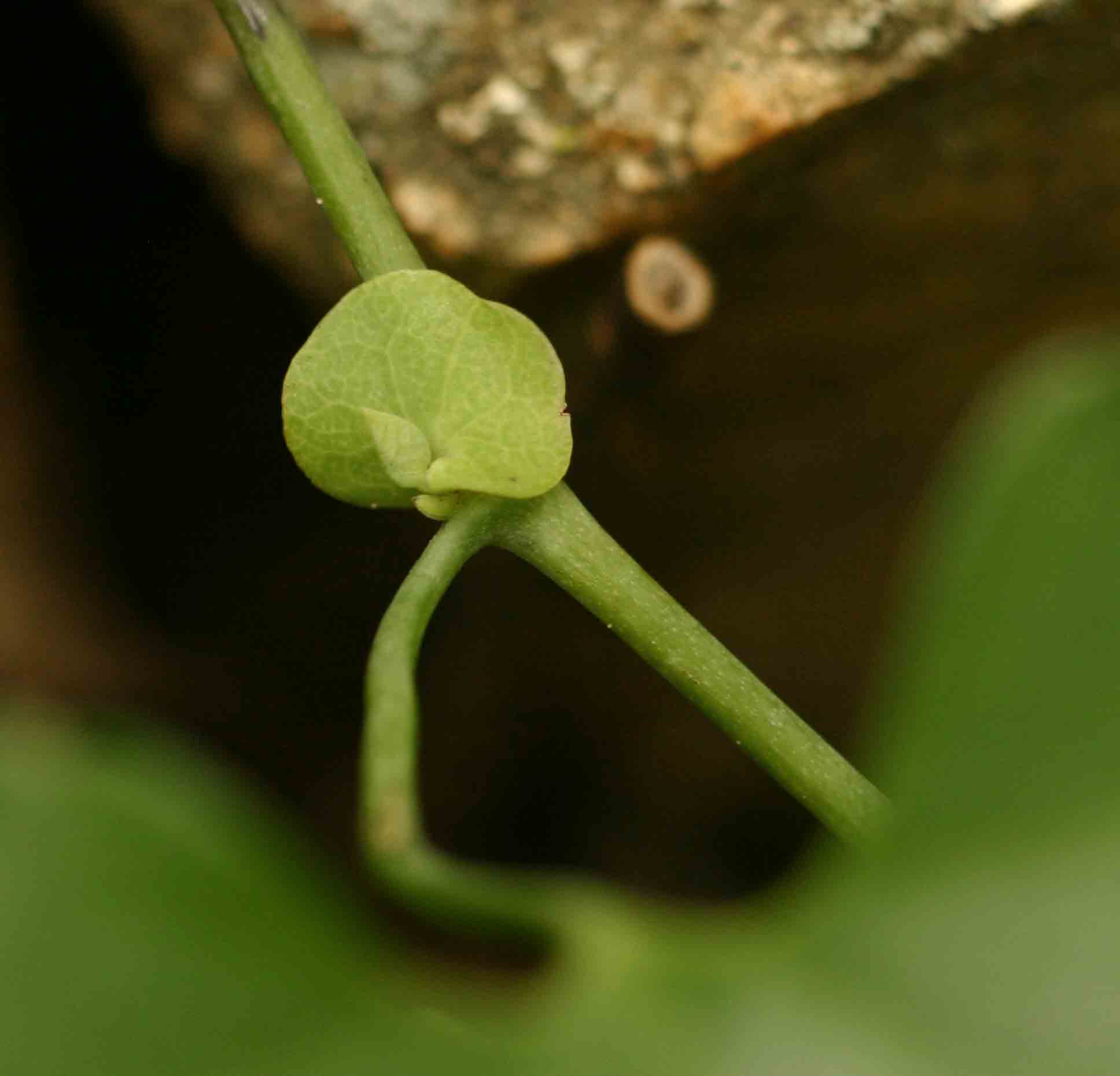 Aristolochia littoralis Aristolochia littoralis