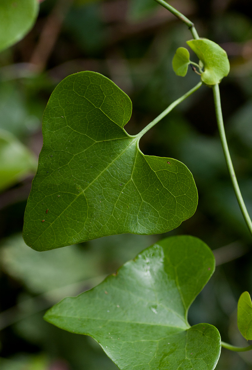 Aristolochia littoralis Aristolochia littoralis