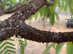 Pilostyles aethiopica