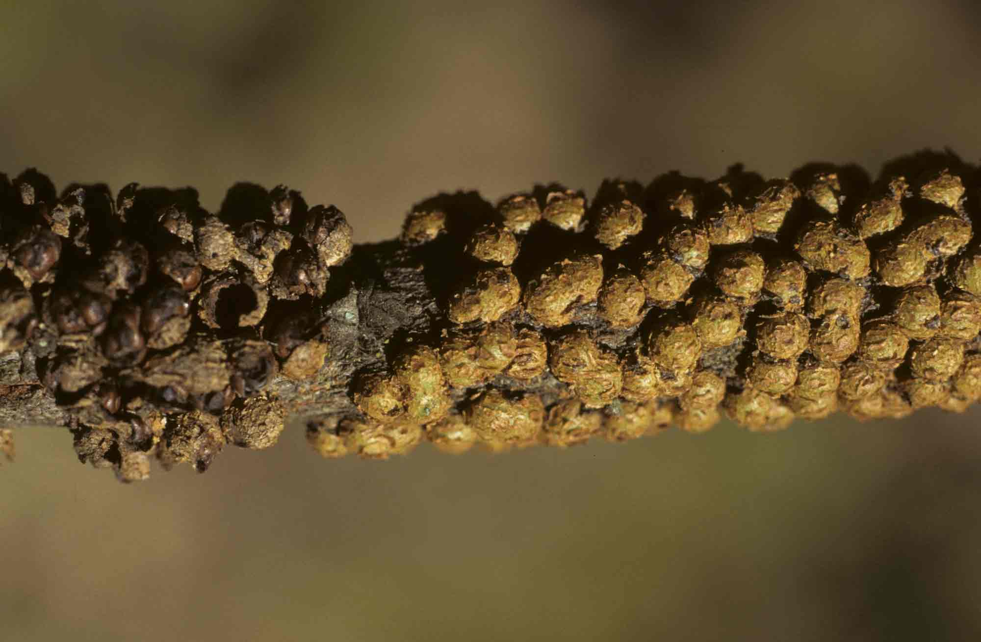 Pilostyles aethiopica Pilostyles aethiopica