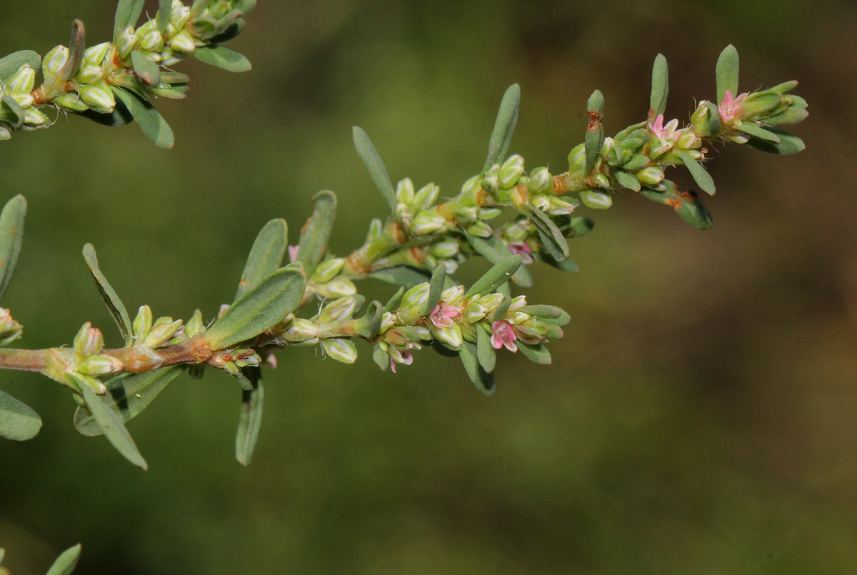 Polygonum plebeium Polygonum plebeium