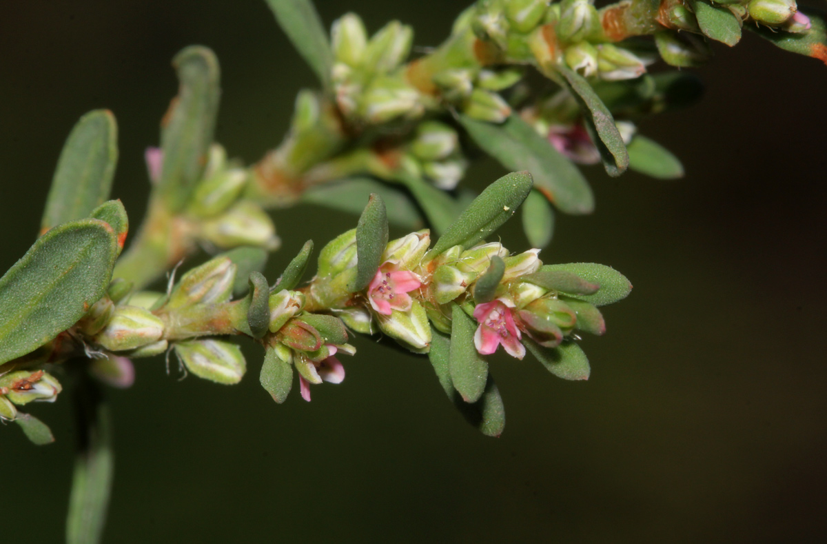 Polygonum plebeium Polygonum plebeium