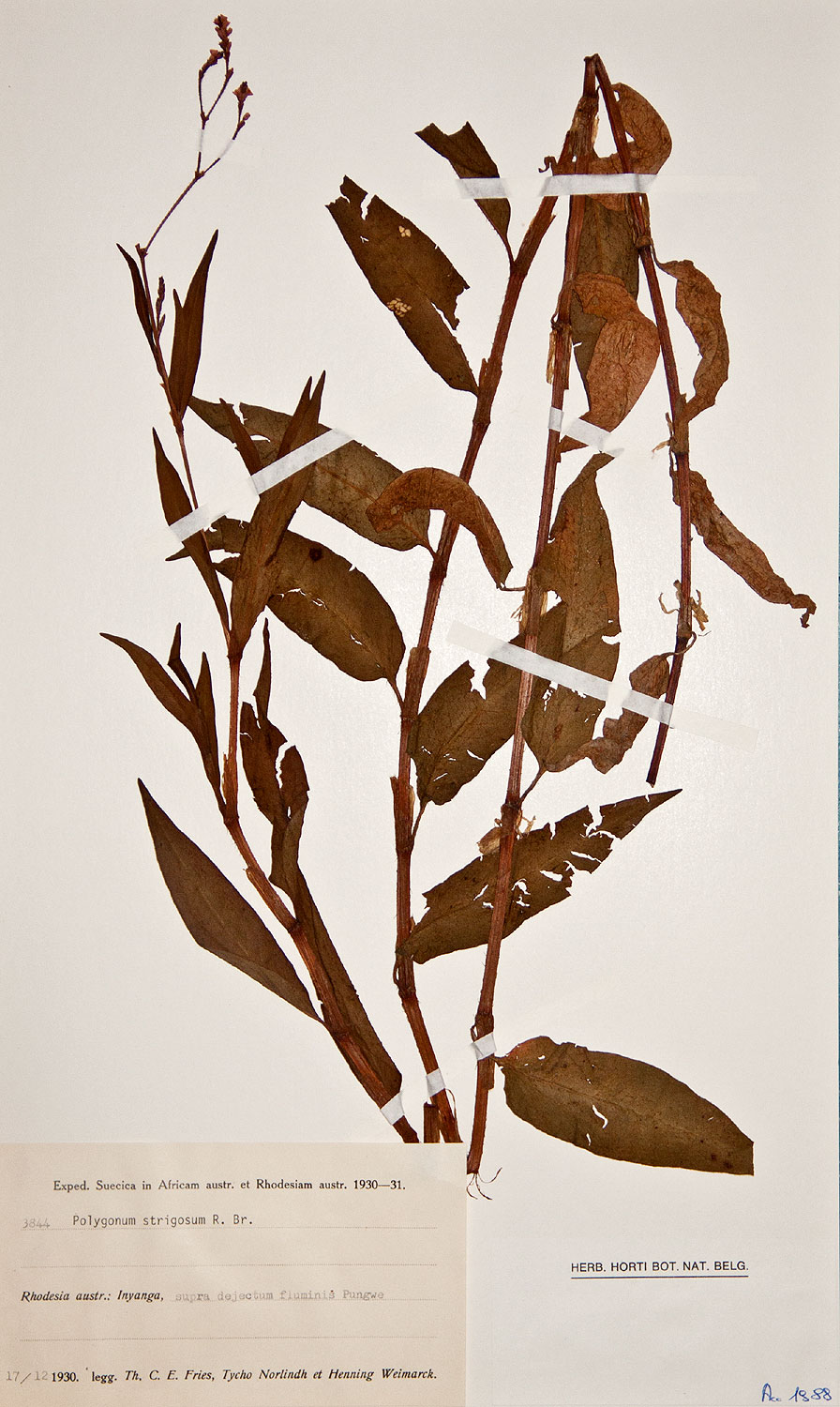 Persicaria strigosa