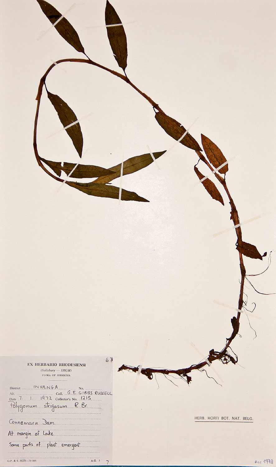 Persicaria strigosa