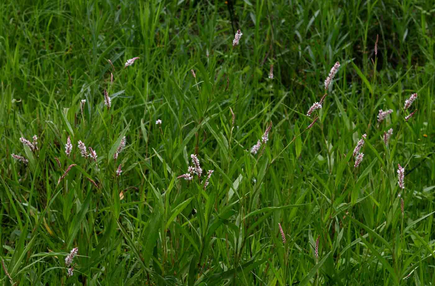 Persicaria madagascariensis Persicaria madagascariensis