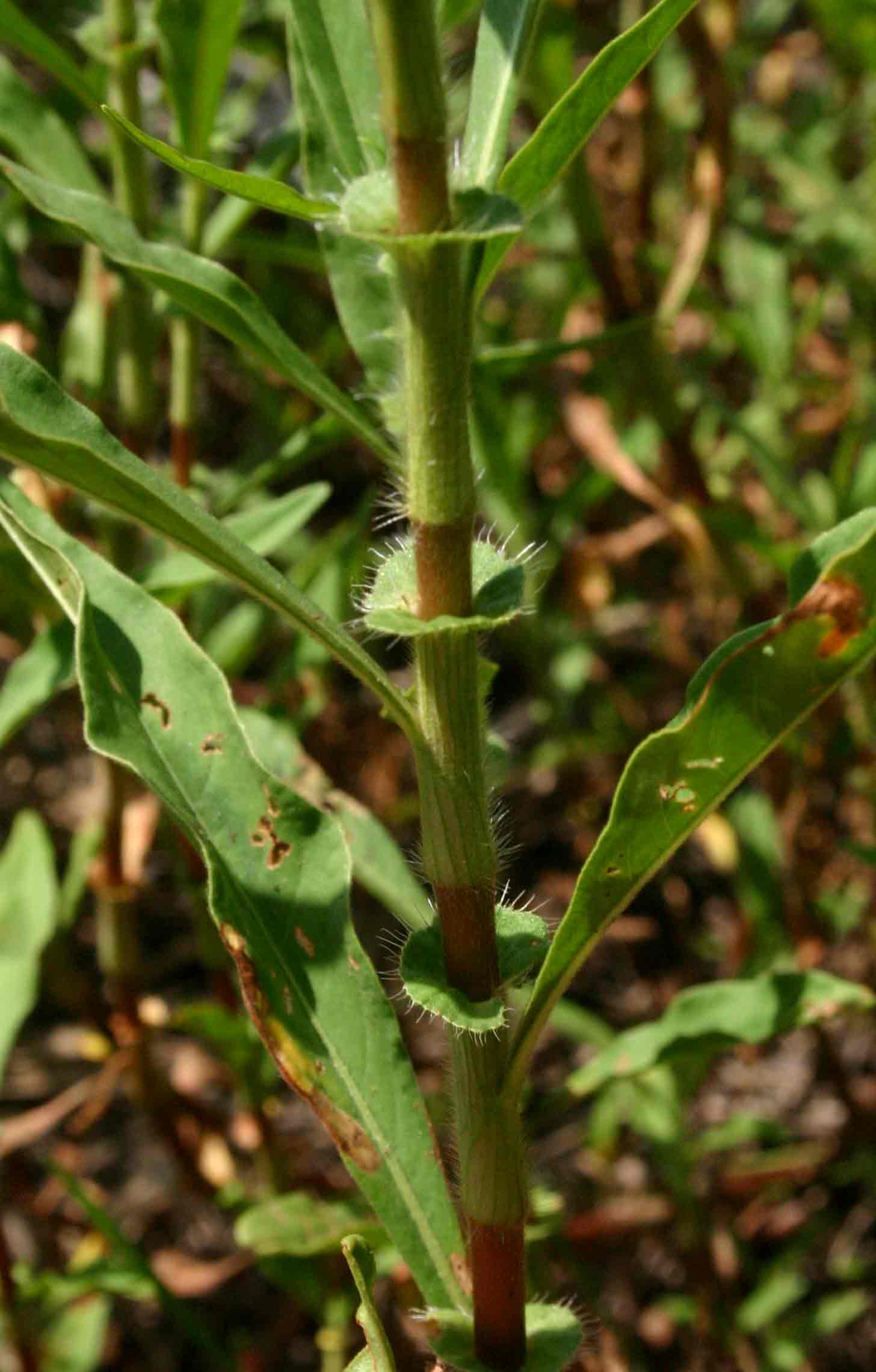 Persicaria limbata Persicaria limbata